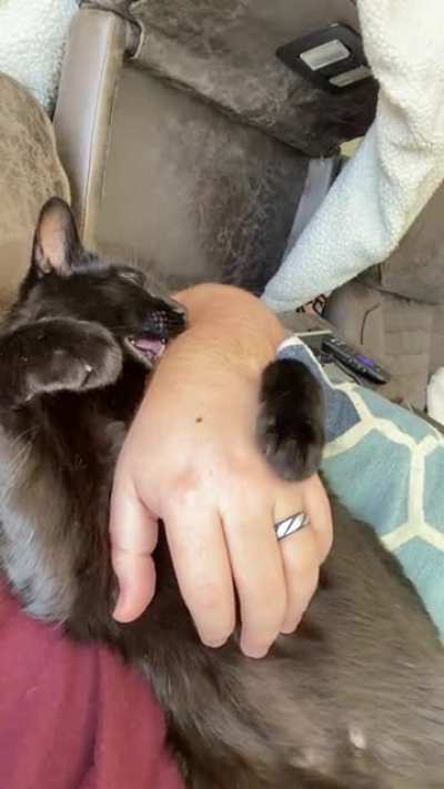 He&rsquo;s still a kitten in his dreams