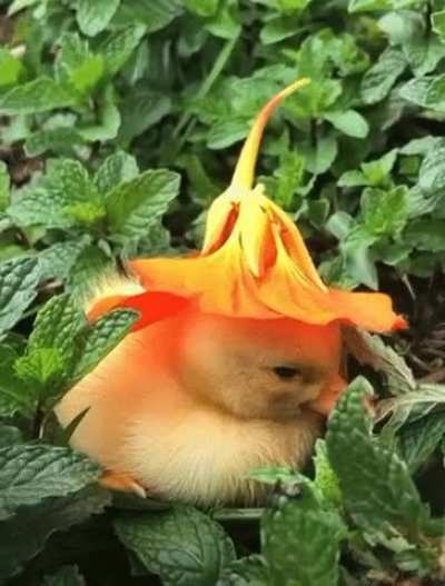War got you down? Here&rsquo;s a sleepy duckling resting in a mint patch with a flower for a hat.