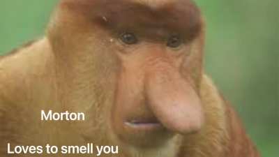 Top Ten Monkey video (All monkeys are actually #1 in my book)