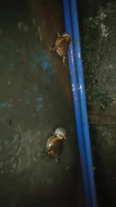 My favorite frog video to date