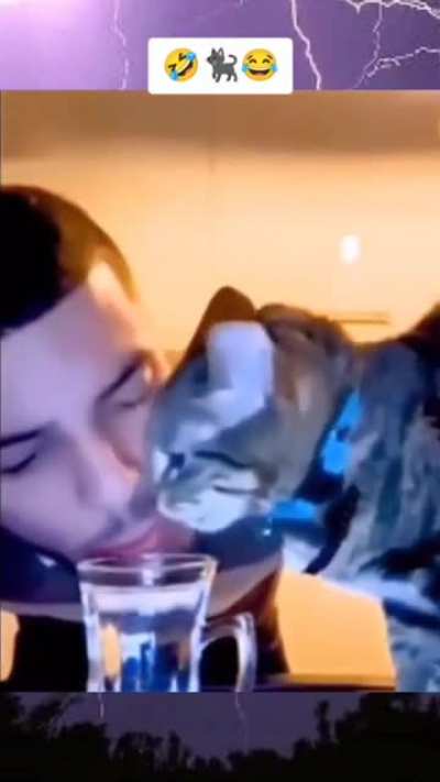 Cat: &ldquo;are you serious right meow bro&rdquo;