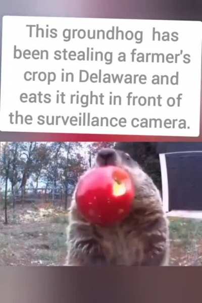 Wholesome 