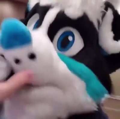 Furry_irl