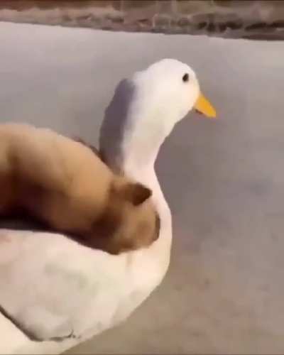 perro