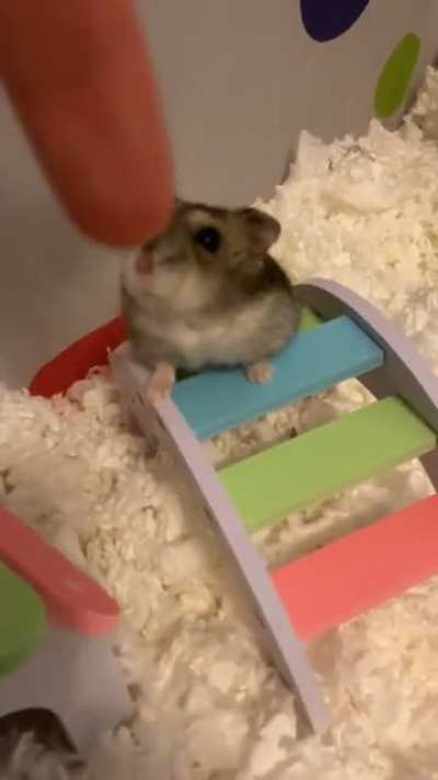 I taught my Ham how to shake paw a few months ago and he still does it 😭🥰 (I don&rsquo;t normally make him reach so far, I&rsquo;m just bad at camera work 🥲)