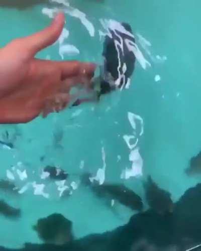 This is a fish subreddit apparently so heres lumpfish army