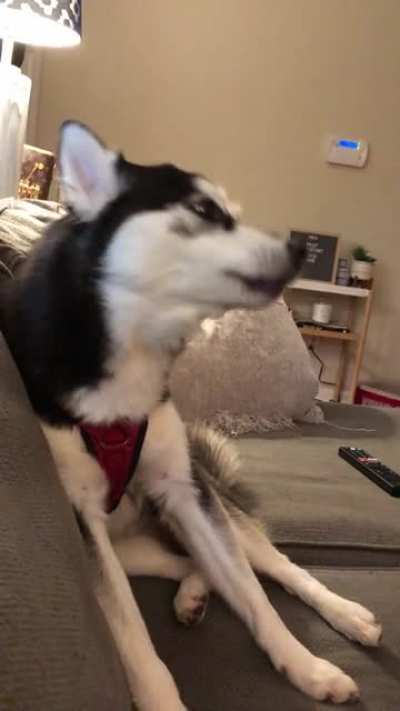 She’s actually a Pomsky, but I think she fits right in!