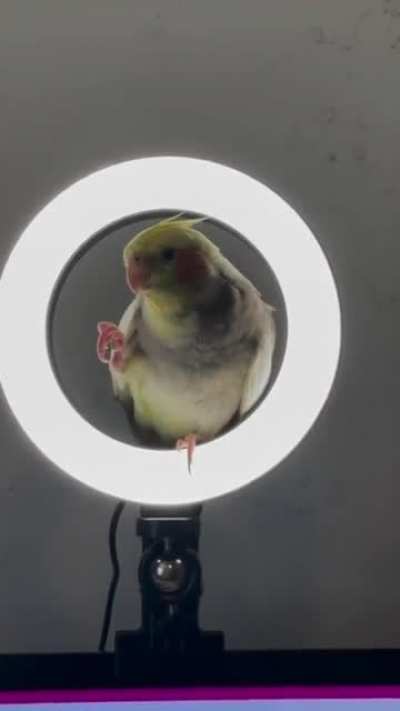 Where&rsquo;s the pretty bird?