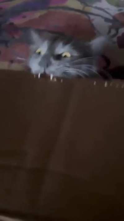 Catlero staplero