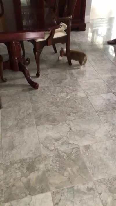 Very first sploot