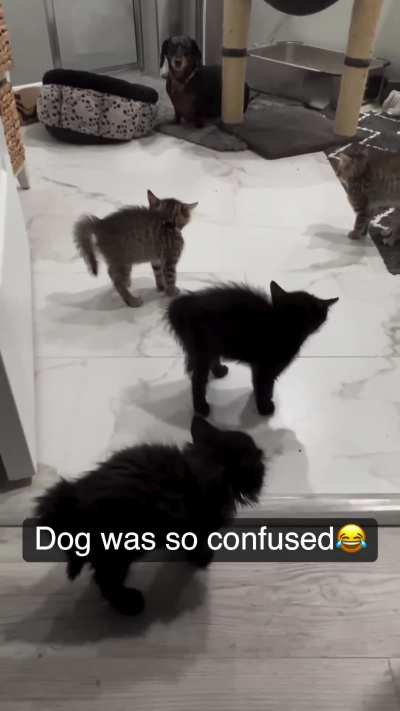 Kitty soldiers 