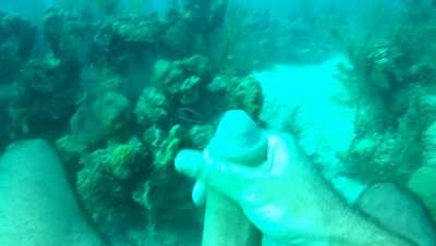 Looking for scuba buddies?