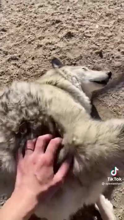 Wolf sanctuary