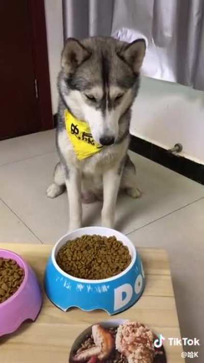 Even dogs get april fooled