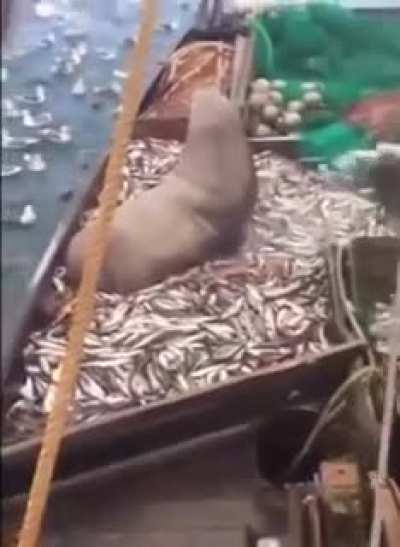 Well, that&rsquo;s definitely a big fish!