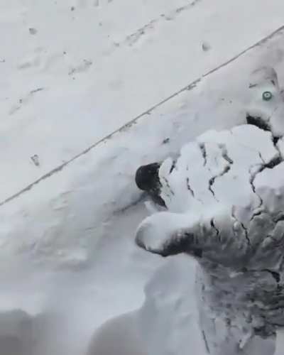 Husky&rsquo;s in their natural habitat