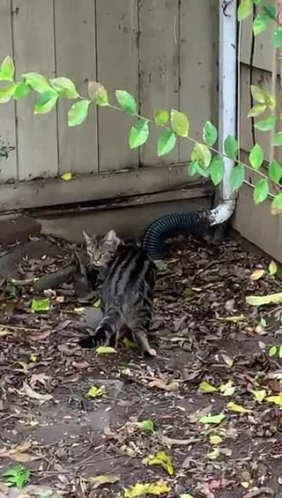 why the godzilla looks so small!