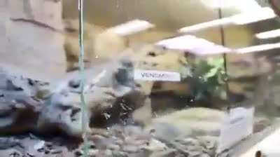 Blursed_Zoo