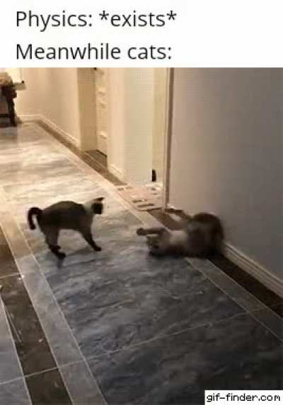 This cat knows better physics than Einstein