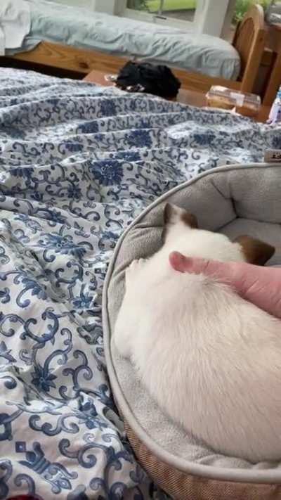Snoot challenge