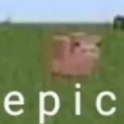 pi g