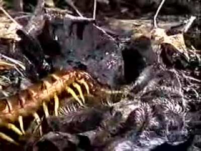 Giant Centipede takes on a Tarantula