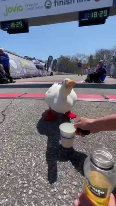 У т к а