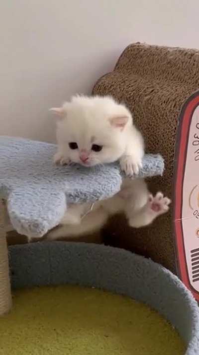 Hooman why are you laughing