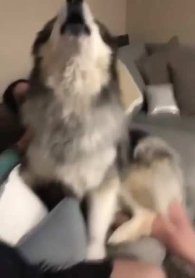 Cachorrinho pequeno