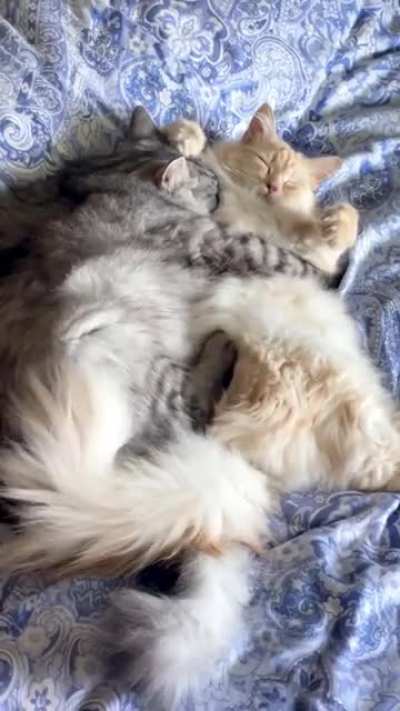 The ol&rsquo; snuggle-rassle
