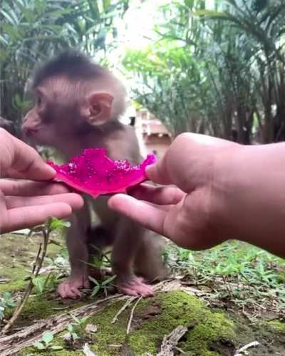 A bite for me, wanna try Enjoy&hellip;. you&rsquo;re very welcome little monkey.