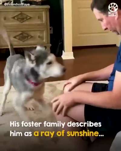 Walking skeleton turns into the most beautiful husky.
