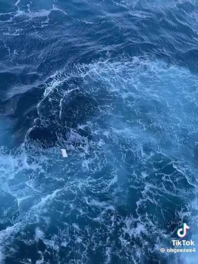 Slice of bread tossed into ocean