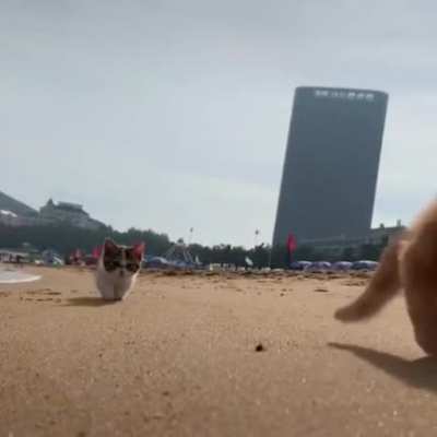 Kitties on the beach 🏖