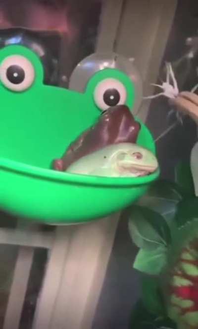 Kermit woke up and chose violence