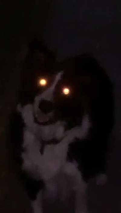 The Real Mr Pickles