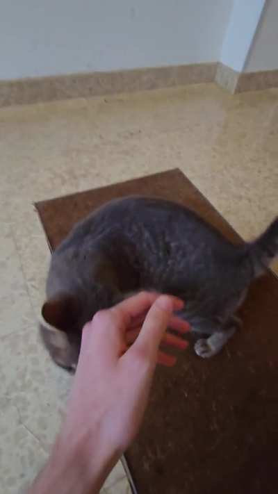 My cat Sophie welcomes me every time as if I were her pet.