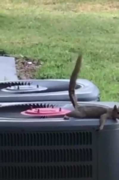Squirrel&rsquo;s airborne shit lands on his buddy