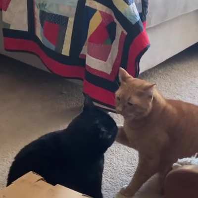 Posted a video here a few months ago of my cats &ldquo;fighting&rdquo;. Well, they were back at it again today!