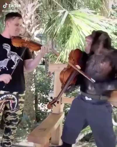 Esse macaco da de 10 a 0 no Paganini
