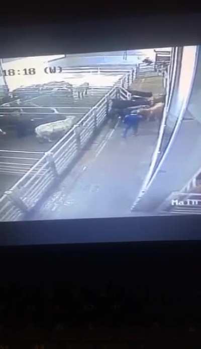 DoV: man gets tossed by a bull