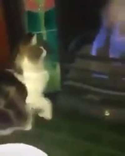 Gato