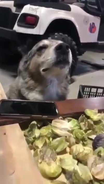 Tu todo enculado