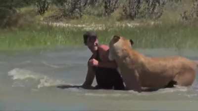 Isn't being friend with lioness amazing!