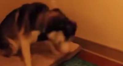 Husky sneezing