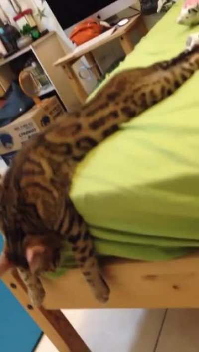 Cat gives up