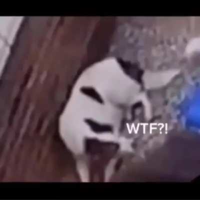 Wtf?