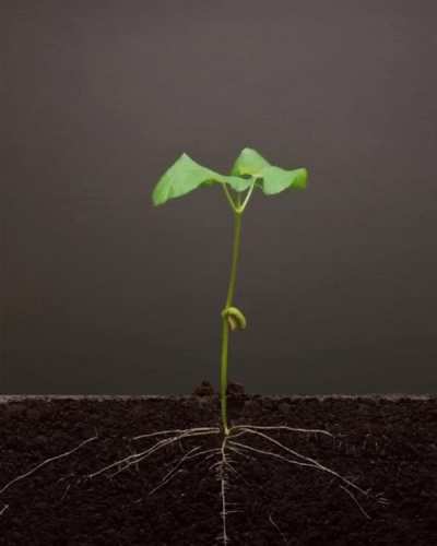 Growing kidney beans, 25 days timelapse