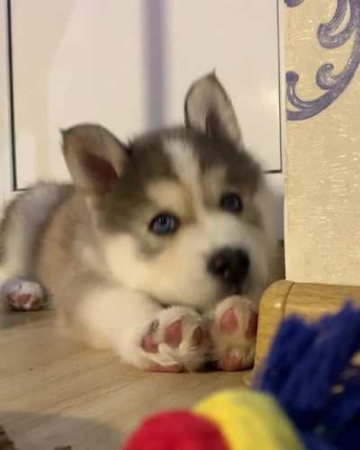 Took him home at 2 weeks after his litter-mates and mother passed. Today he is Two months old. Mr. Droggo.