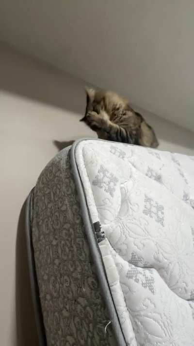 Cosmo finally discovered the mattress mountain (1/2)